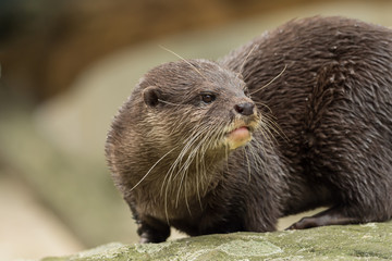 A wet otter on the water