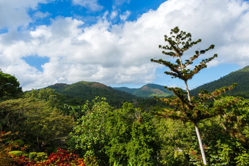 Tropical Landscape in Western Cuba