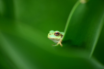 くつろぎ中のアマガエル