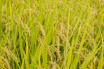 稲刈り直前の稲穂