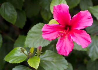 Little red flower