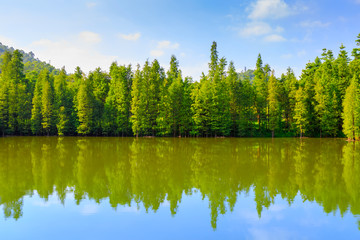 Forest and lake