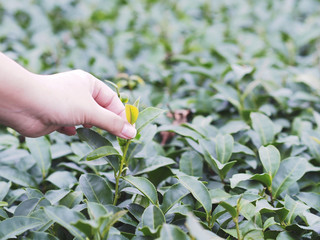 Woman hand picking green leaf in tea field