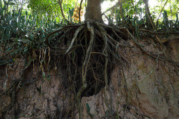 Tree with twisted roots.