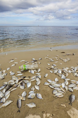 Hua Hin, Thailand - Circa October 2017: Beach full of dead fish and trash on the shore