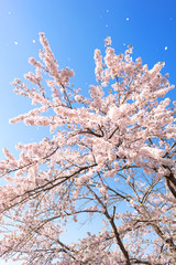 東北の春、桜満開