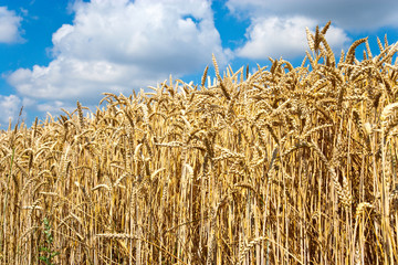 yellow corny field with blue sky and white clouds in the summer - czech agriculture - ecological farming and corn plant
