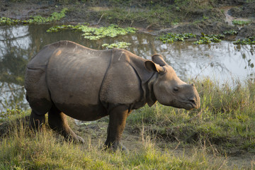 Obraz premium Młody nosorożec większy (Rhinoceros unicornis) w Parku Narodowym Chitwan, Nepal