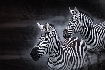 Fototapeta na wymiar Zebra, science names 