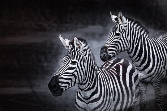 Zebra, science names "Equus burchellii", couple animal black and white background, can use as poster or conservation concept