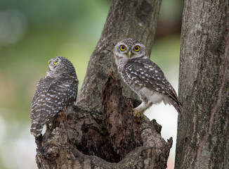 Lovely bird, Spotted owlet