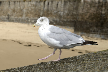 mouette face à la plage