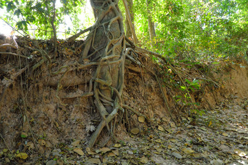 Tree with twisted roots.