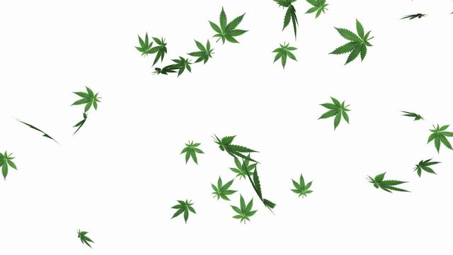 Marijuana leaf on white background - loop, 4K, alpha channel included

