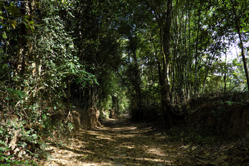 Tree with twisted roots.