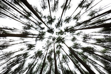 Obraz premium zoom blast (motion blur) image of swaying pines moving straight ahead