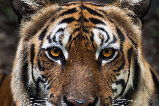 Fototapeta tiger face as background, focus at eyes