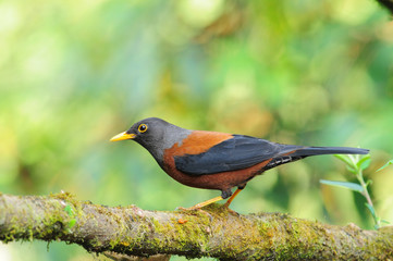 Beautiful bird, Chestnut Thrush (Turdus rubrocanus)