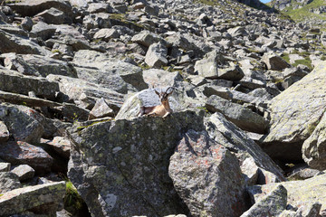 Mountain goat on a rock in South Tyrol alps