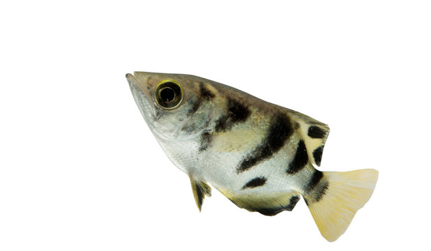 Archer fish (Toxotes jaculatrix) isolated on white background, Clipping path