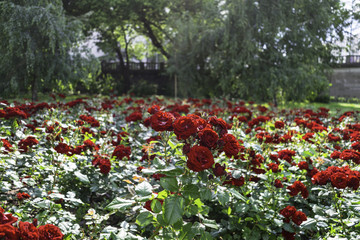 Red roses field with trees in background