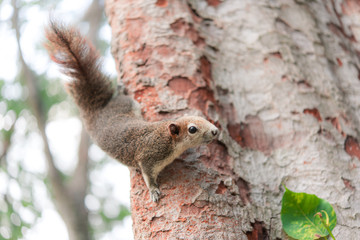 Curious red squirrel peeking behind the tree trunk in the park