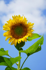 close up on single sunflower blooming in front of blue sky