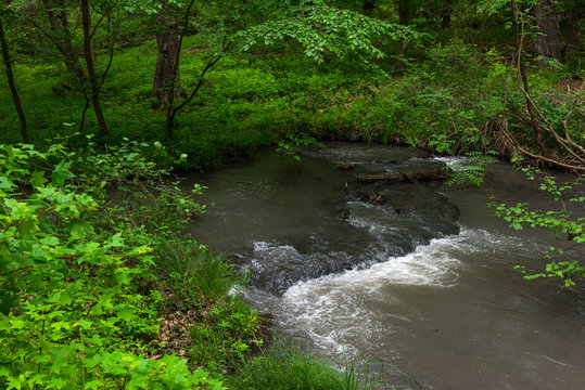 A small river in a green forest