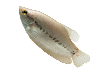 Pla Salit (Trichogaster pectoralis) ,Fresh raw fish isolated on white background. and clipping path