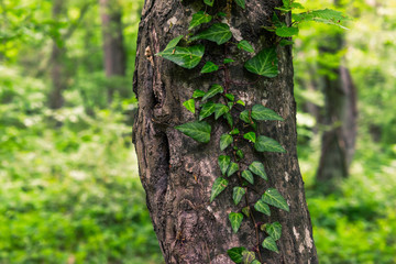 Tree trunk in a green forest