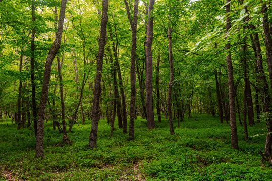 Fototapeta Summer green forest