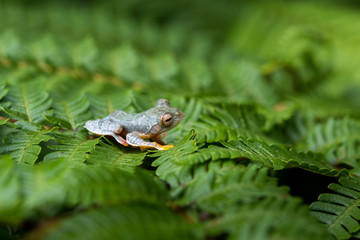 Rhacophorus bipunctatus (Double-spotted Tree frog, Orange-webbed Tree Frog, Twin-spotted Tree Frog). Tree Frog on Large Palm Leaf at tropical rainforests in North Thailand