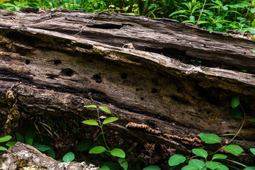 Fallen tree in the forest