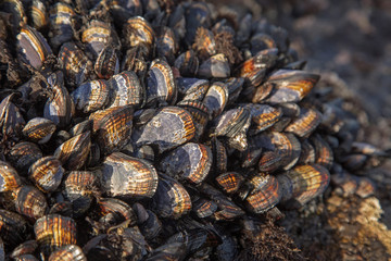A lot of mussels during the low tide on the Pacific cover the seabed