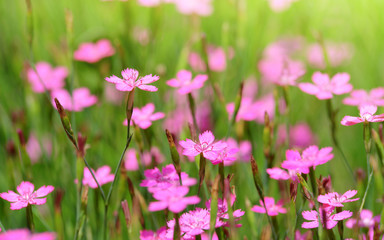 Naklejka premium Close-up blooming carnation pink flower (Dianthus caryophyllus) in garden.