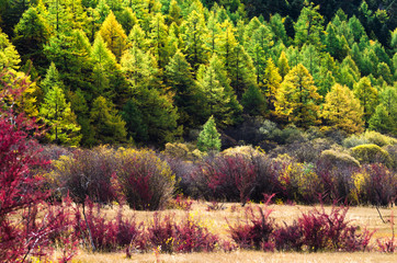 Colorful autumn in Yading, Sichuan, China