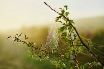 Water droplets on a spider web