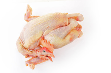 Chicken isolated on a white background
