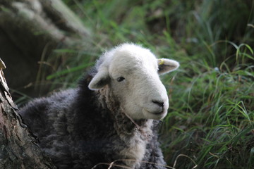 Obraz premium Herdwick sheep, Dorset