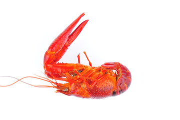 Lobster on a white background