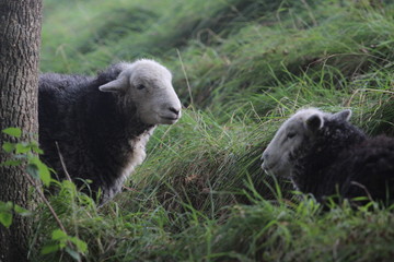 Obraz na płótnie Canvas Herdwick sheep, Dorset