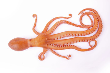 Octopus on a white background