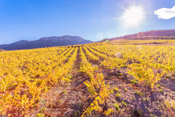 vignes des Côtes Catalanes sous le chaud soleil d'automne