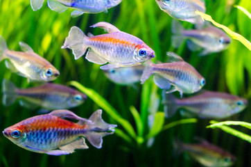 Obraz premium Fish-Common Congo Tetra