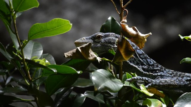 Blue tree monitor or blue spotted tree monitor or varanus macraei lizard