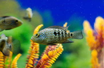 Fototapeta premium Fish Cichlid in the aquarium