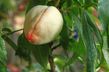 Organic peaches on tree branch