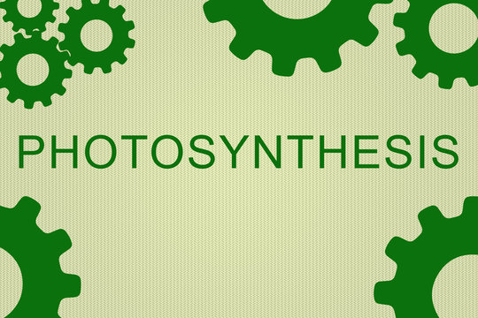 Photosynthesis - biological concept