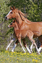 Close up of chestnut Mare with few week old Foal running close together in field with yellow flowers.
