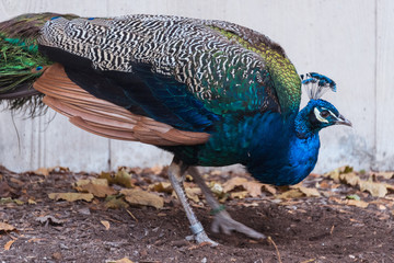 Big peacock in a Chicago city zoo